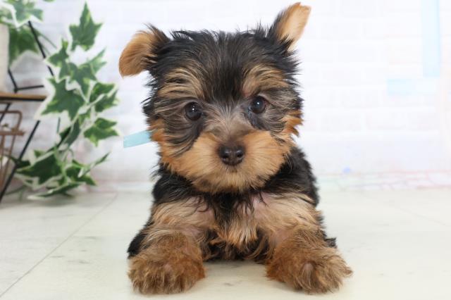 高知県のヨークシャーテリア (Coo&RIKU高知御座店/2025年11月20日生まれ/男の子/スチールブルータン)の子犬の1枚目の画像