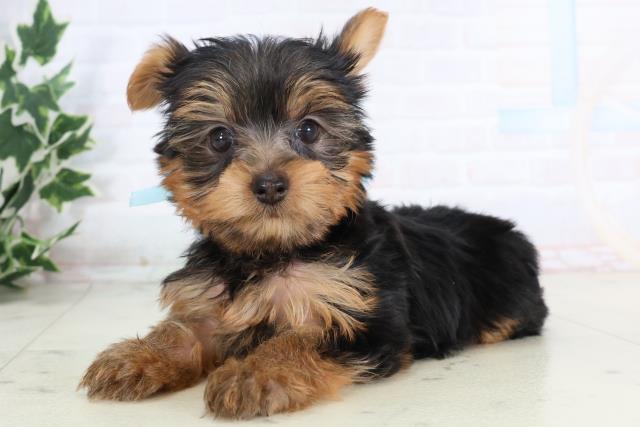 高知県のヨークシャーテリア (Coo&RIKU高知御座店/2025年11月20日生まれ/男の子/スチールブルータン)の子犬の3枚目の画像