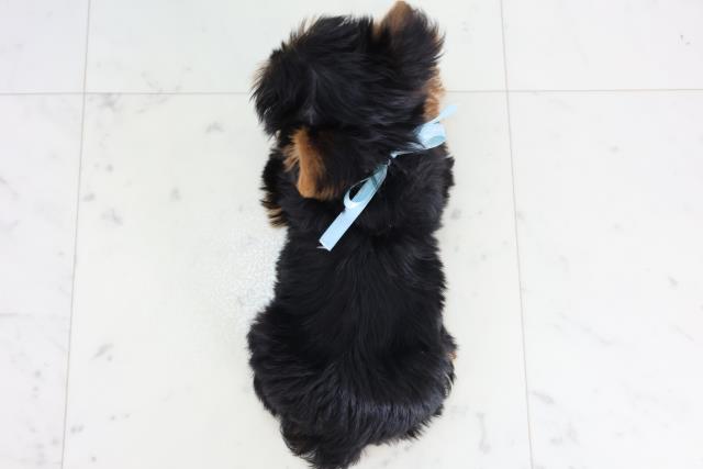 高知県のヨークシャーテリア (Coo&RIKU高知御座店/2025年11月20日生まれ/男の子/スチールブルータン)の子犬の4枚目の画像