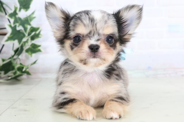 広島県のチワワ(ロング) (Coo&RIKUゆめタウン大竹店/2025年11月20日生まれ/男の子/ブルーマール)の子犬の1枚目の画像