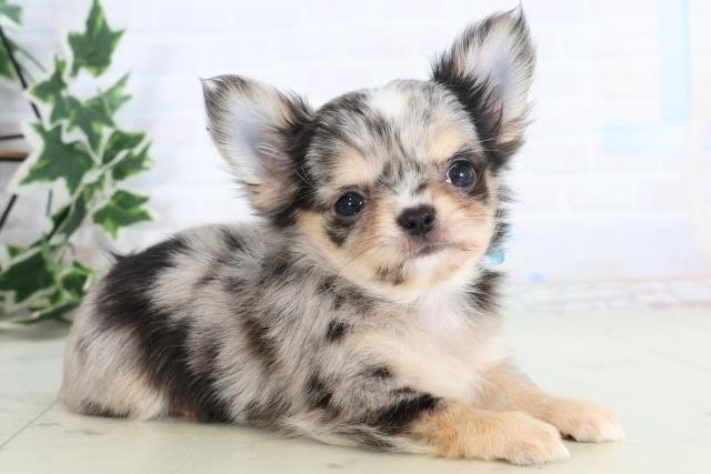 広島県のチワワ(ロング) (Coo&RIKUゆめタウン大竹店/2025年11月20日生まれ/男の子/ブルーマール)の子犬の2枚目の画像