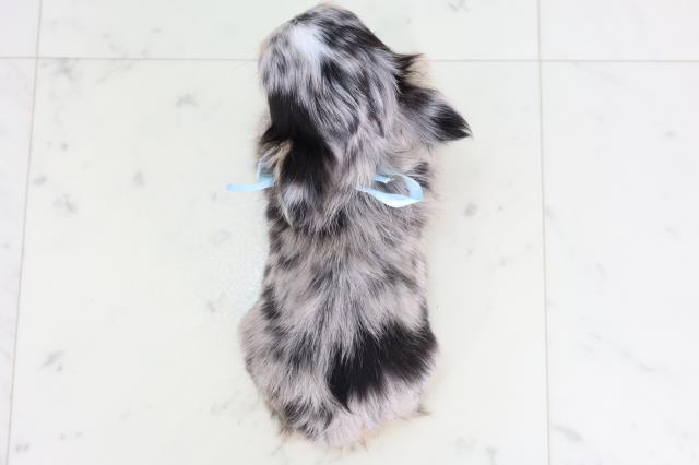 広島県のチワワ(ロング) (Coo&RIKUゆめタウン大竹店/2025年11月20日生まれ/男の子/ブルーマール)の子犬の4枚目の画像