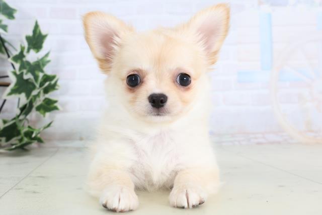 愛媛県のチワワ(ロング) (Coo&RIKU大洲店/2025年11月20日生まれ/女の子/クリーム)の子犬の1枚目の画像