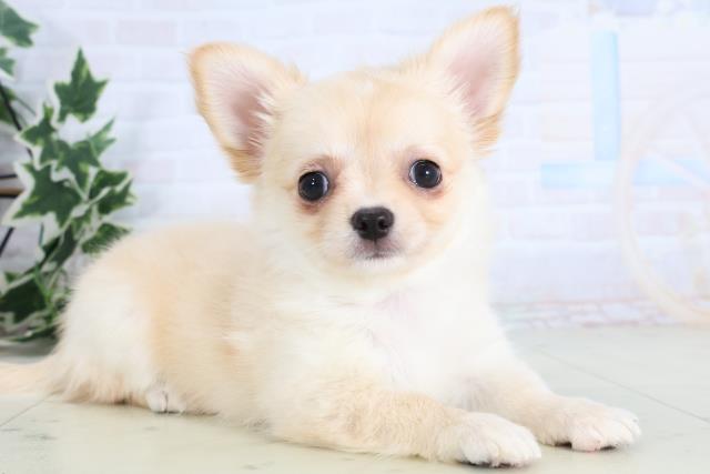 愛媛県のチワワ(ロング) (Coo&RIKU大洲店/2025年11月20日生まれ/女の子/クリーム)の子犬の2枚目の画像