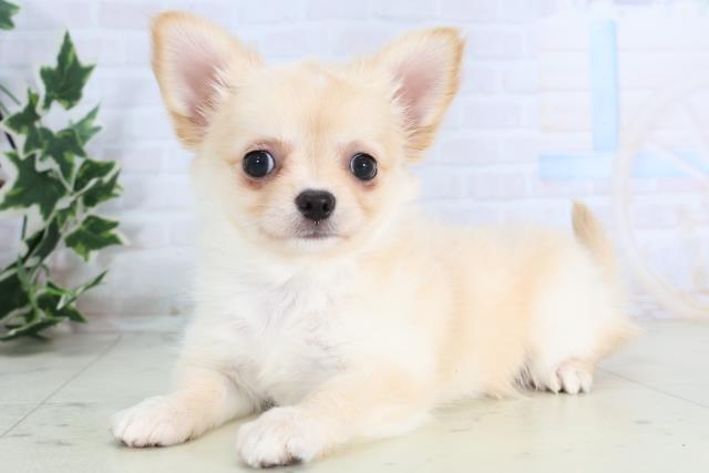 愛媛県のチワワ(ロング) (Coo&RIKU大洲店/2025年11月20日生まれ/女の子/クリーム)の子犬の3枚目の画像