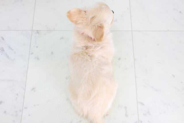 愛媛県のチワワ(ロング) (Coo&RIKU大洲店/2025年11月20日生まれ/女の子/クリーム)の子犬の4枚目の画像