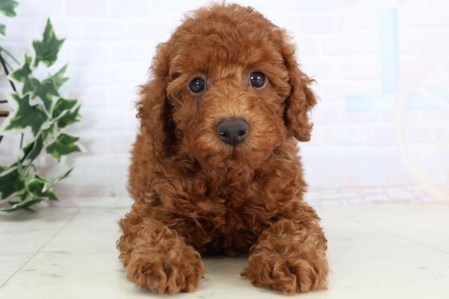 広島県のトイプードル(トイ) (Coo&RIKU福山店/2025年11月21日生まれ/男の子/レッド)の子犬の1枚目の画像