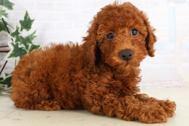 広島県のトイプードル(トイ) (Coo&RIKU福山店/2025年11月21日生まれ/男の子/レッド)の子犬の2枚目の画像