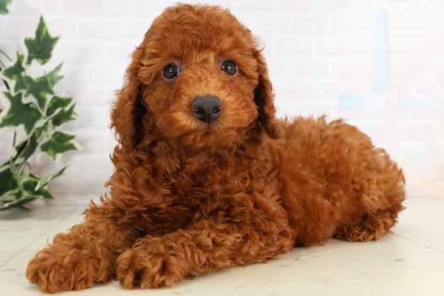 広島県のトイプードル(トイ) (Coo&RIKU福山店/2025年11月21日生まれ/男の子/レッド)の子犬の3枚目の画像