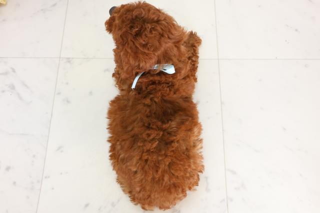 広島県のトイプードル(トイ) (Coo&RIKU福山店/2025年11月21日生まれ/男の子/レッド)の子犬の4枚目の画像