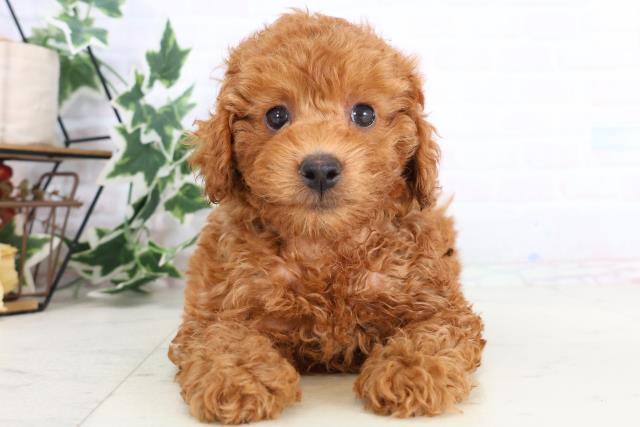 島根県のトイプードル(トイ) (Coo&RIKU出雲店/2025年11月21日生まれ/男の子/レッド)の子犬の1枚目の画像