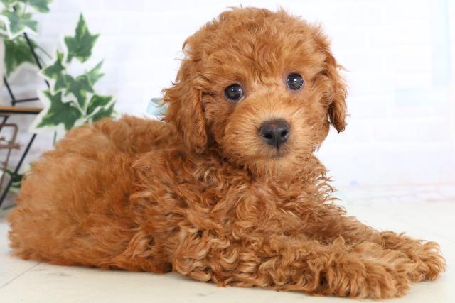 島根県のトイプードル(トイ) (Coo&RIKU出雲店/2025年11月21日生まれ/男の子/レッド)の子犬の2枚目の画像