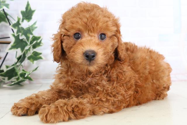 島根県のトイプードル(トイ) (Coo&RIKU出雲店/2025年11月21日生まれ/男の子/レッド)の子犬の3枚目の画像