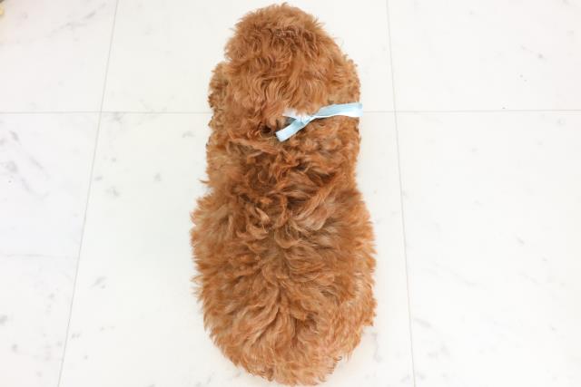 島根県のトイプードル(トイ) (Coo&RIKU出雲店/2025年11月21日生まれ/男の子/レッド)の子犬の4枚目の画像