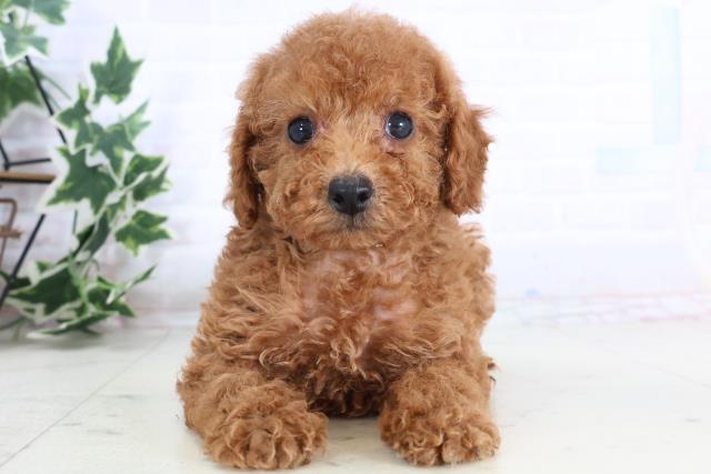 広島県のトイプードル(トイ) (Coo&RIKU広島中央店/2025年11月21日生まれ/女の子/レッド)の子犬の1枚目の画像