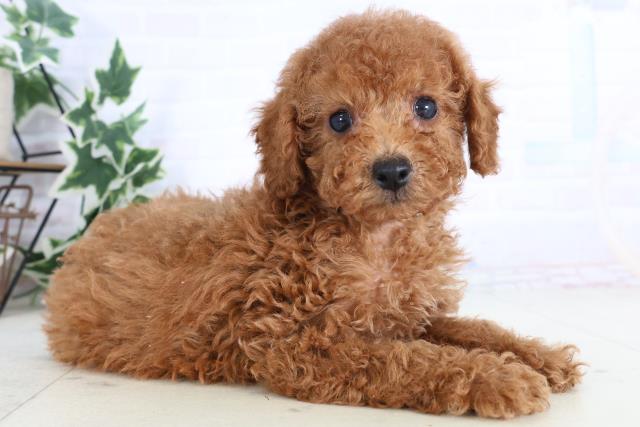 広島県のトイプードル(トイ) (Coo&RIKU広島中央店/2025年11月21日生まれ/女の子/レッド)の子犬の2枚目の画像