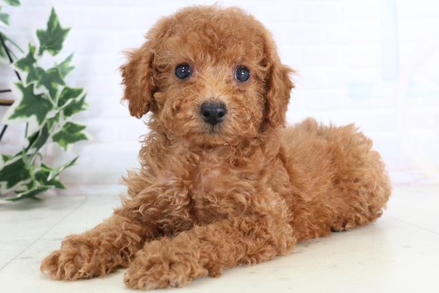 広島県のトイプードル(トイ) (Coo&RIKU広島中央店/2025年11月21日生まれ/女の子/レッド)の子犬の3枚目の画像