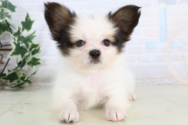 高知県のパピヨン (Coo&RIKU高知御座店/2025年11月22日生まれ/男の子/ホワイトブラウン)の子犬の1枚目の画像