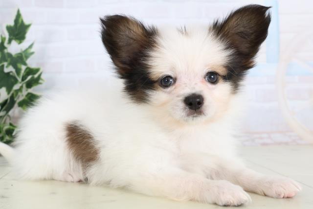 高知県のパピヨン (Coo&RIKU高知御座店/2025年11月22日生まれ/男の子/ホワイトブラウン)の子犬の2枚目の画像