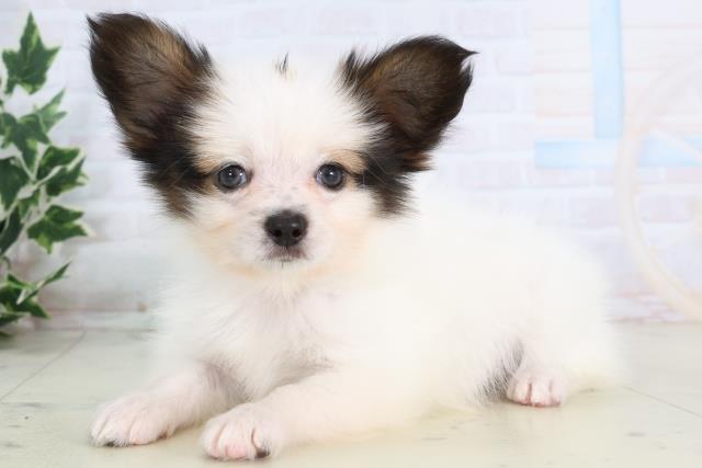 高知県のパピヨン (Coo&RIKU高知御座店/2025年11月22日生まれ/男の子/ホワイトブラウン)の子犬の3枚目の画像