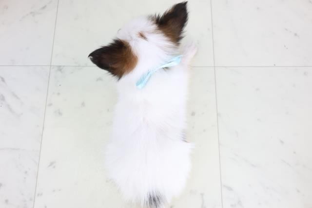 高知県のパピヨン (Coo&RIKU高知御座店/2025年11月22日生まれ/男の子/ホワイトブラウン)の子犬の4枚目の画像