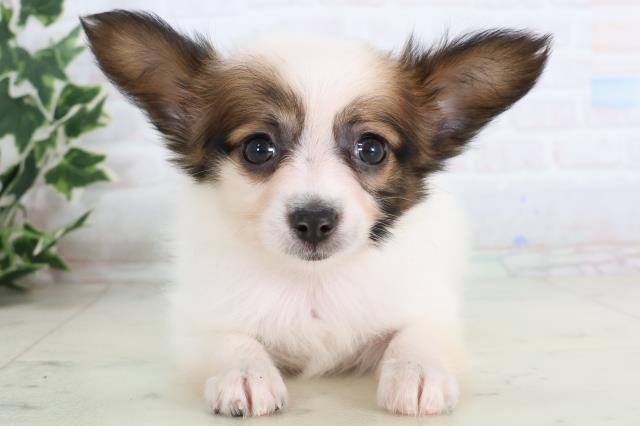 広島県のパピヨン (Coo&RIKUゆめタウン大竹店/2025年11月22日生まれ/女の子/ホワイトブラウン)の子犬