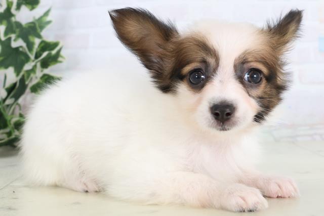 広島県のパピヨン (Coo&RIKUゆめタウン大竹店/2025年11月22日生まれ/女の子/ホワイトブラウン)の子犬の2枚目の画像