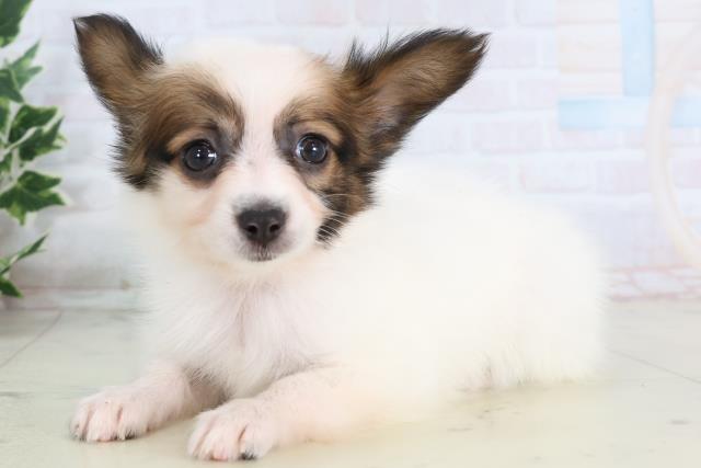 広島県のパピヨン (Coo&RIKUゆめタウン大竹店/2025年11月22日生まれ/女の子/ホワイトブラウン)の子犬の3枚目の画像