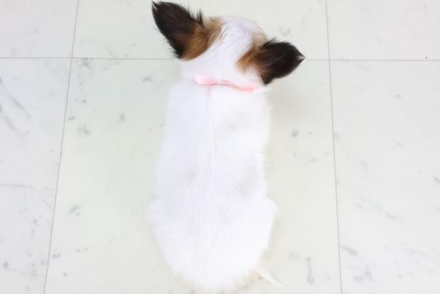 広島県のパピヨン (Coo&RIKUゆめタウン大竹店/2025年11月22日生まれ/女の子/ホワイトブラウン)の子犬の4枚目の画像