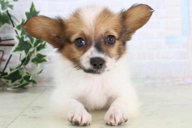 愛媛県のパピヨン (Coo&RIKU愛媛松山店/2025年11月22日生まれ/女の子/ホワイトブラウン)の子犬の1枚目の画像