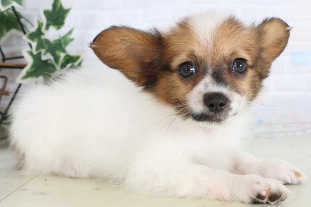 愛媛県のパピヨン (Coo&RIKU愛媛松山店/2025年11月22日生まれ/女の子/ホワイトブラウン)の子犬の2枚目の画像