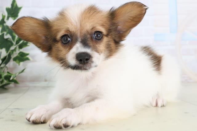 愛媛県のパピヨン (Coo&RIKU愛媛松山店/2025年11月22日生まれ/女の子/ホワイトブラウン)の子犬の3枚目の画像