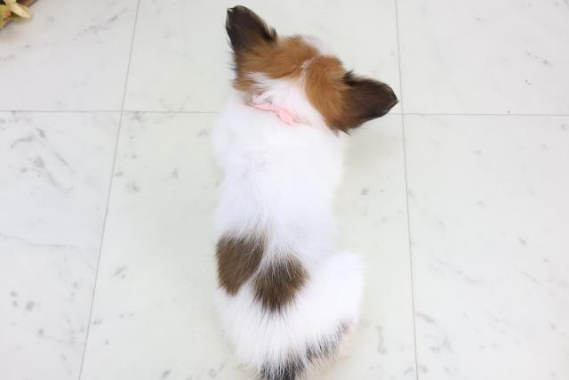 愛媛県のパピヨン (Coo&RIKU愛媛松山店/2025年11月22日生まれ/女の子/ホワイトブラウン)の子犬の4枚目の画像