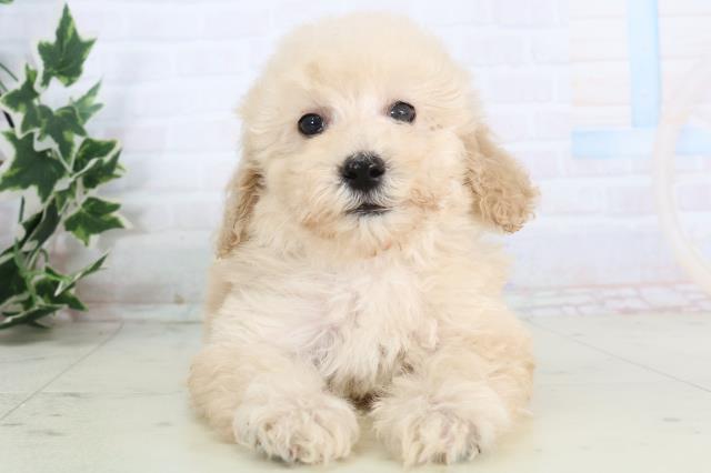 鳥取県のトイプードル(トイ) (Coo&RIKUラ・ムー鳥取東店/2025年11月22日生まれ/男の子/クリーム)の子犬の1枚目の画像