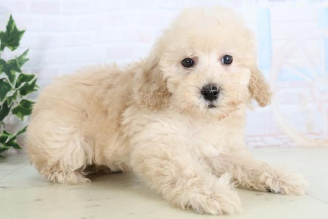 鳥取県のトイプードル(トイ) (Coo&RIKUラ・ムー鳥取東店/2025年11月22日生まれ/男の子/クリーム)の子犬の2枚目の画像