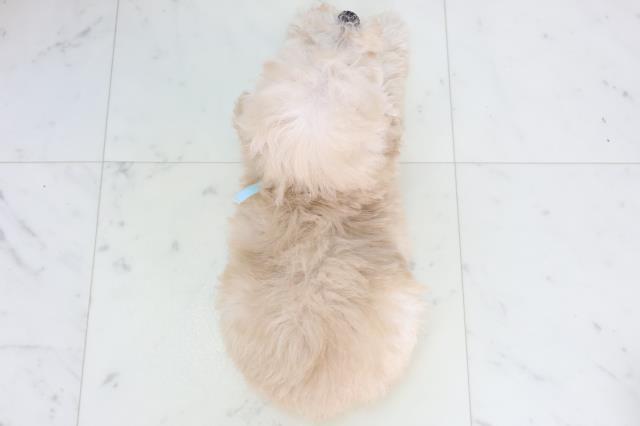 鳥取県のトイプードル(トイ) (Coo&RIKUラ・ムー鳥取東店/2025年11月22日生まれ/男の子/クリーム)の子犬の4枚目の画像