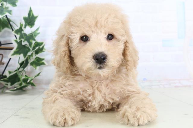 福岡県のトイプードル(トイ) (Coo&RIKU行橋店/2025年11月22日生まれ/男の子/クリーム)の子犬の1枚目の画像