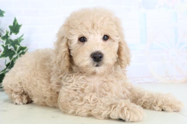 福岡県のトイプードル(トイ) (Coo&RIKU行橋店/2025年11月22日生まれ/男の子/クリーム)の子犬の2枚目の画像