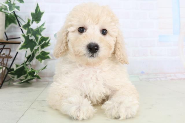 長崎県のトイプードル(トイ) (Coo&RIKU長崎佐世保店/2025年11月22日生まれ/男の子/クリーム)の子犬の1枚目の画像