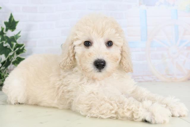 長崎県のトイプードル(トイ) (Coo&RIKU長崎佐世保店/2025年11月22日生まれ/男の子/クリーム)の子犬の2枚目の画像