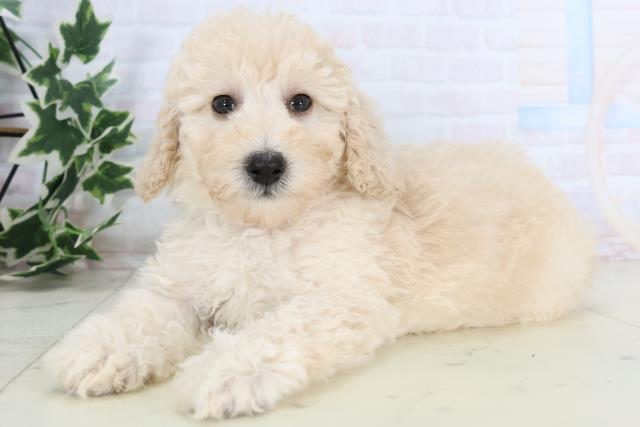 長崎県のトイプードル(トイ) (Coo&RIKU長崎佐世保店/2025年11月22日生まれ/男の子/クリーム)の子犬の3枚目の画像