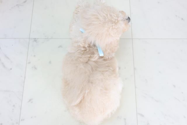 長崎県のトイプードル(トイ) (Coo&RIKU長崎佐世保店/2025年11月22日生まれ/男の子/クリーム)の子犬の4枚目の画像