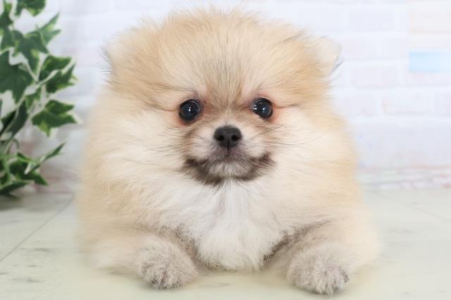 熊本県のポメラニアン (Coo&RIKU熊本店/2025年11月23日生まれ/男の子/オレンジセーブル)の子犬の1枚目の画像