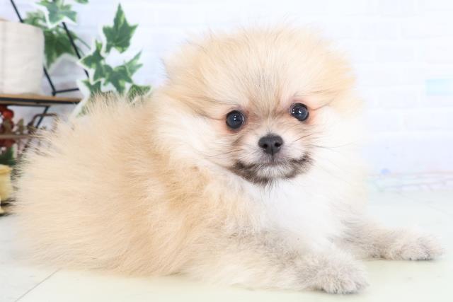 熊本県のポメラニアン (Coo&RIKU熊本店/2025年11月23日生まれ/男の子/オレンジセーブル)の子犬の2枚目の画像