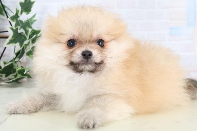 熊本県のポメラニアン (Coo&RIKU熊本店/2025年11月23日生まれ/男の子/オレンジセーブル)の子犬の3枚目の画像