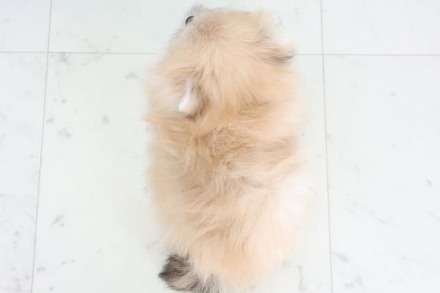 熊本県のポメラニアン (Coo&RIKU熊本店/2025年11月23日生まれ/男の子/オレンジセーブル)の子犬の4枚目の画像
