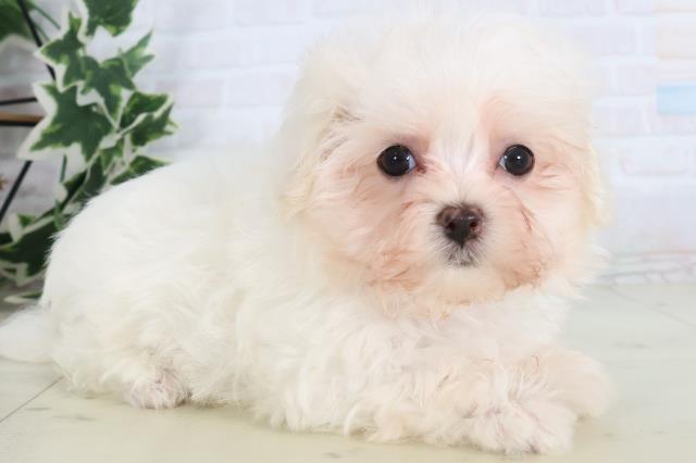 鹿児島県のマルチーズ (Coo&RIKU鹿児島店/2025年11月23日生まれ/女の子/ホワイト)の子犬の2枚目の画像