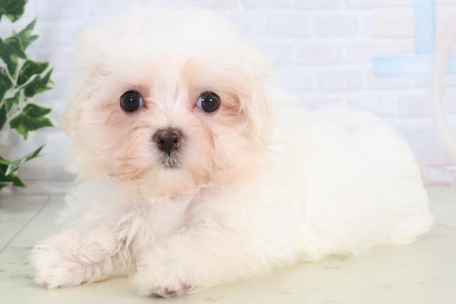 鹿児島県のマルチーズ (Coo&RIKU鹿児島店/2025年11月23日生まれ/女の子/ホワイト)の子犬の3枚目の画像
