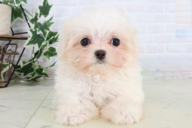熊本県のマルチーズ (Coo&RIKU宇土シティモール店/2025年11月23日生まれ/女の子/ホワイト)の子犬