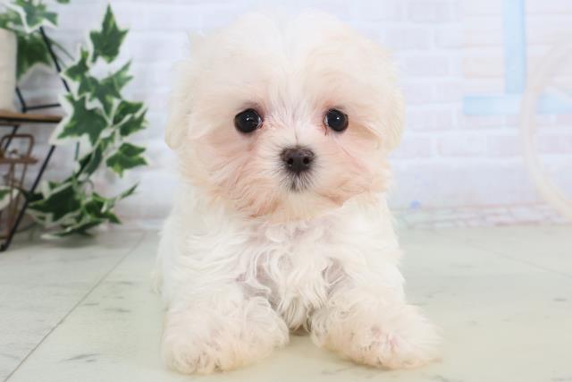 福岡県のマルチーズ (Coo&RIKU黒崎店/2025年11月23日生まれ/女の子/ホワイト)の子犬の1枚目の画像